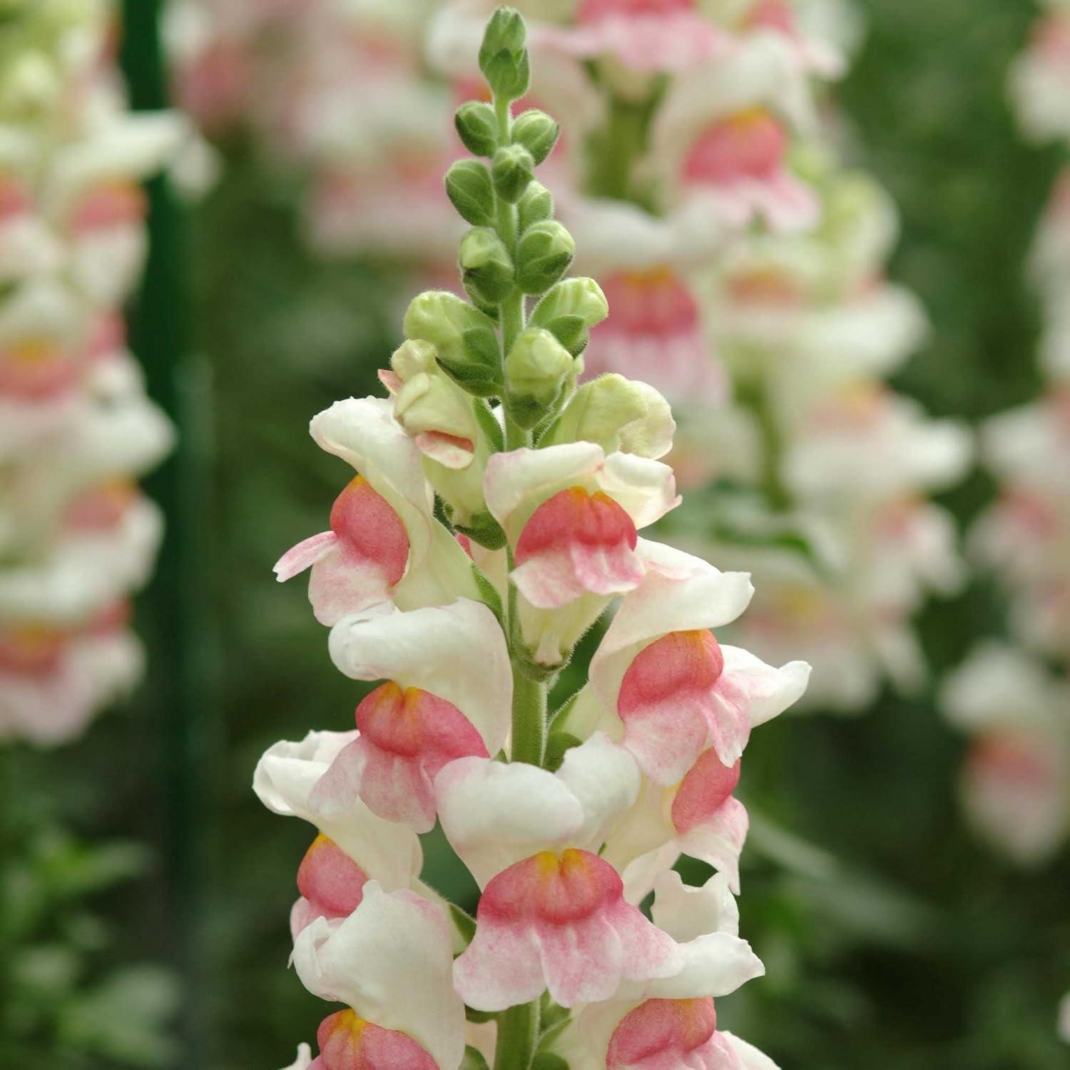 Eden Brothers Snapdragon Seeds - Potomac Appleblossom