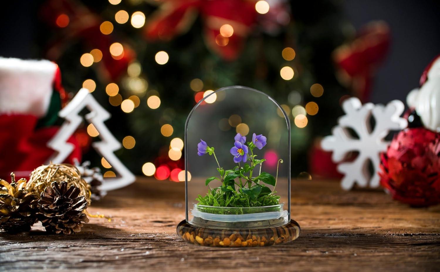 Award Winning: Persian Violet with Sundew Moss - Live Flower Terrarium in Self Sustaining Glass Jar, Maintenance Free and Blooms All-Season, Great Unique Gift and Home Decor, 100% Growth Guarantee