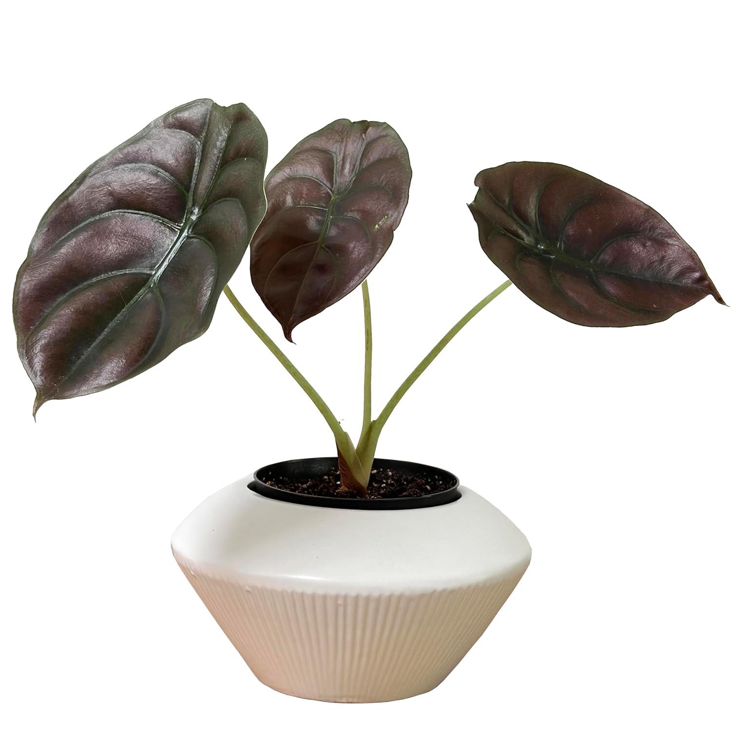 Admired by Nature Ceramic Planter Ceramic Table Vase