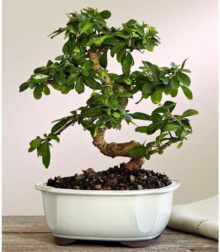 Brussel's Bonsai 1 Feet White Flowering Fukien Tea In pot (with soil)