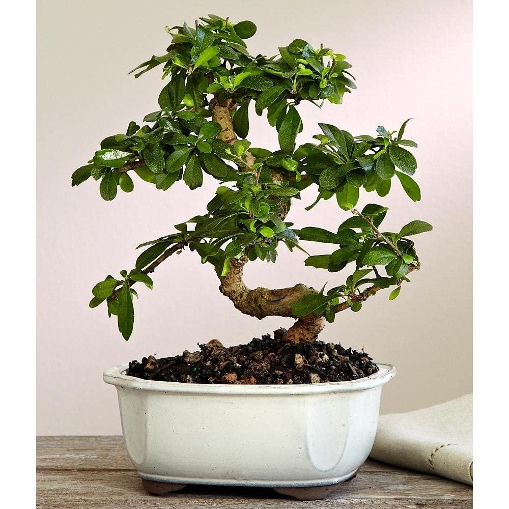 Brussel's Bonsai 1 Feet White Flowering Fukien Tea In pot (with soil)