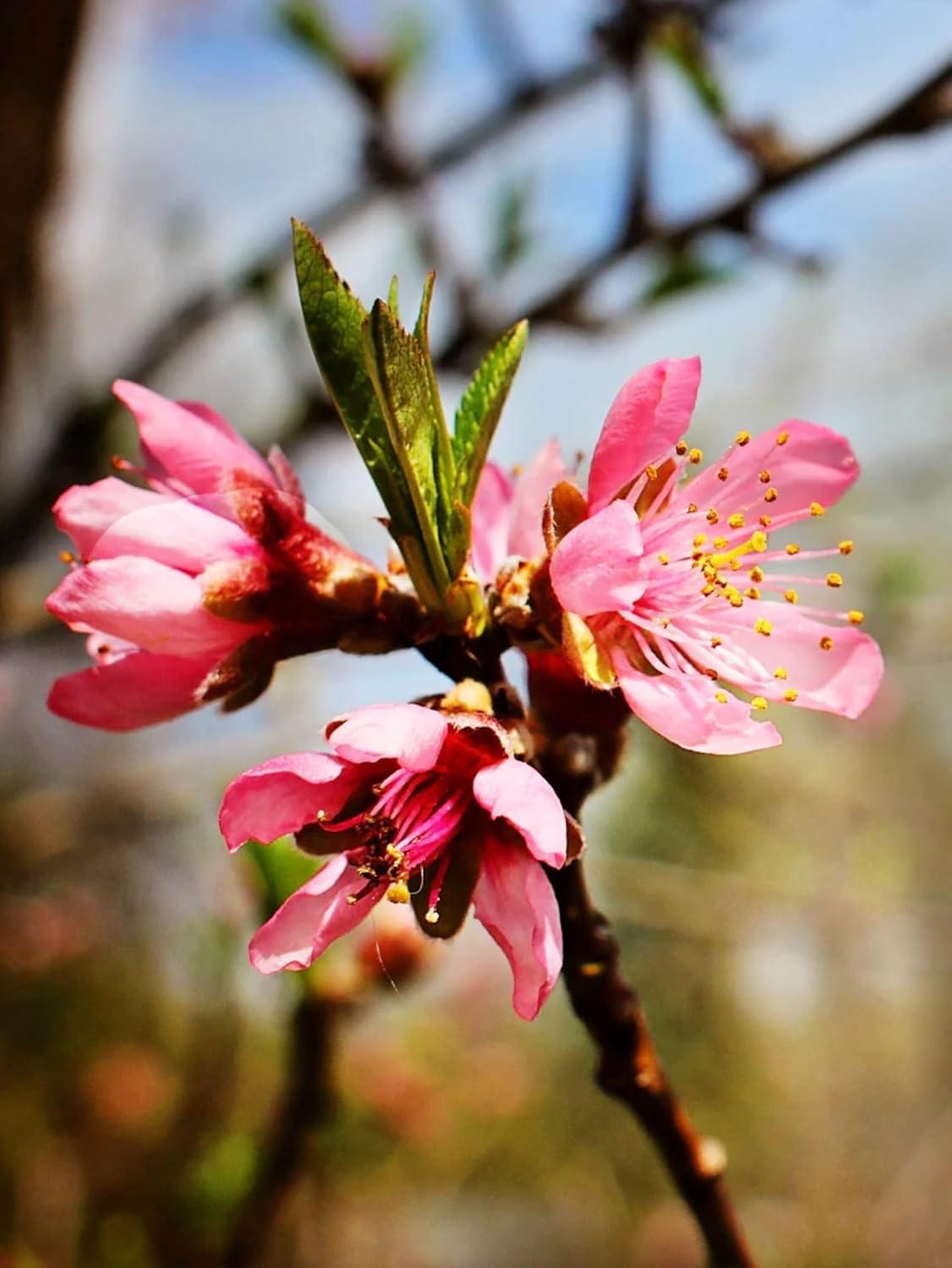 American Plant Exchange Fruit Trees Belle of Georgia Peach Outdoor Landscape Tree, Live Large 5-Gallon Pot