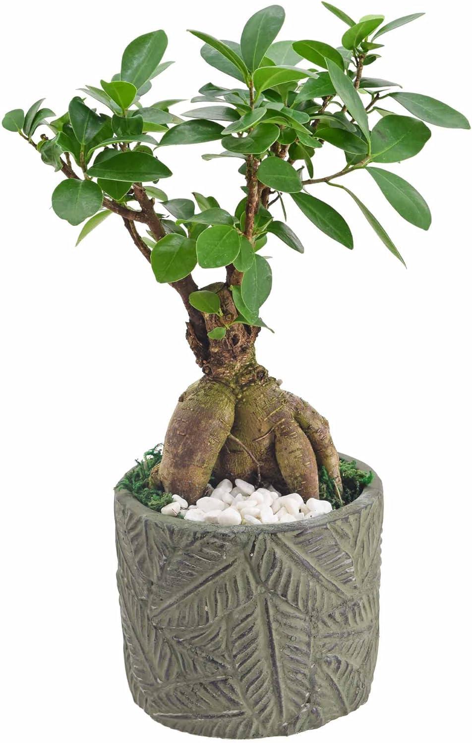 Small Green Ficus Bonsai in Ceramic Planter