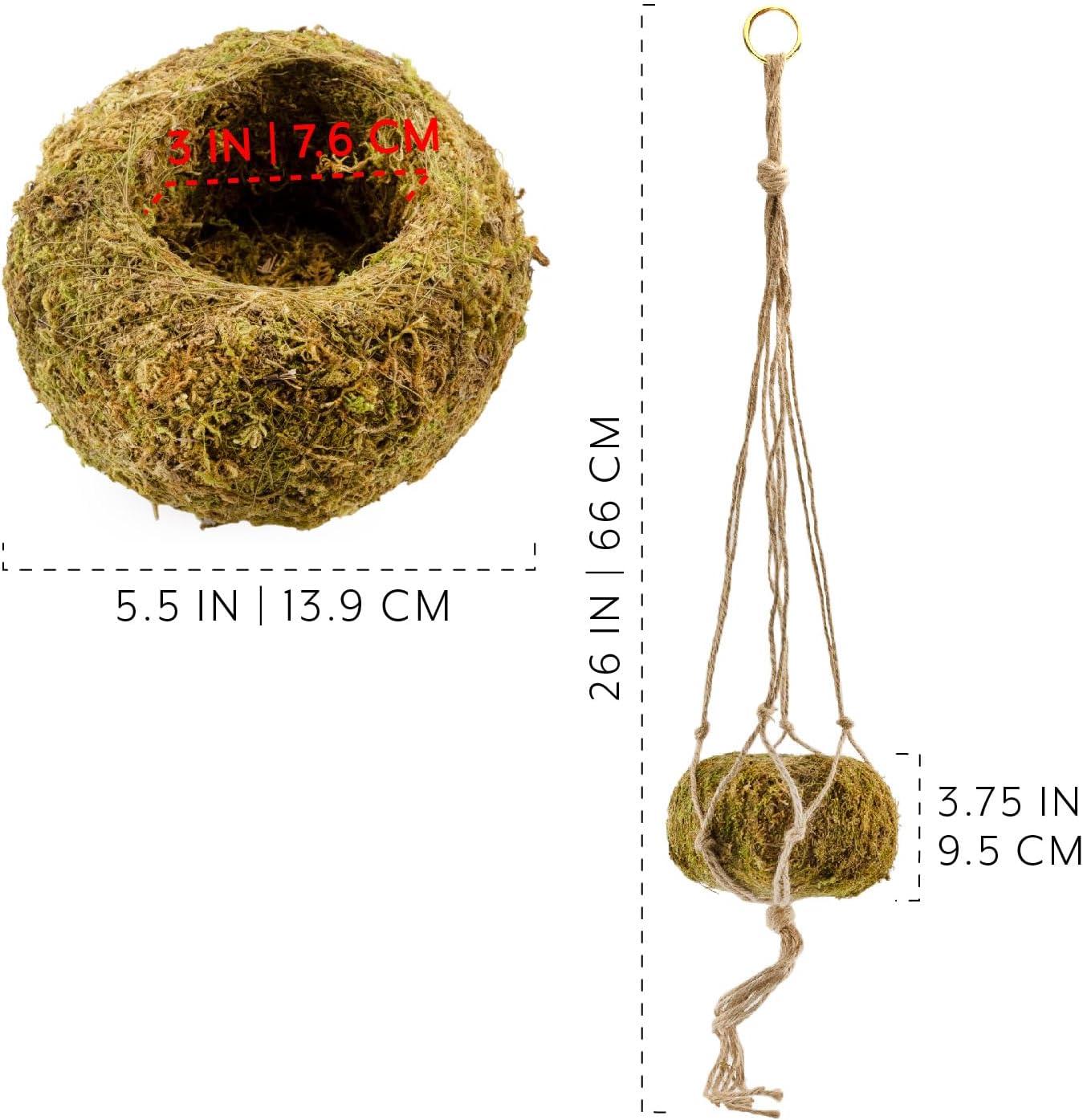 Esterno Kokedama Hanging Planter Kits, 3pk; Japanese Moss Ball Plant Holder