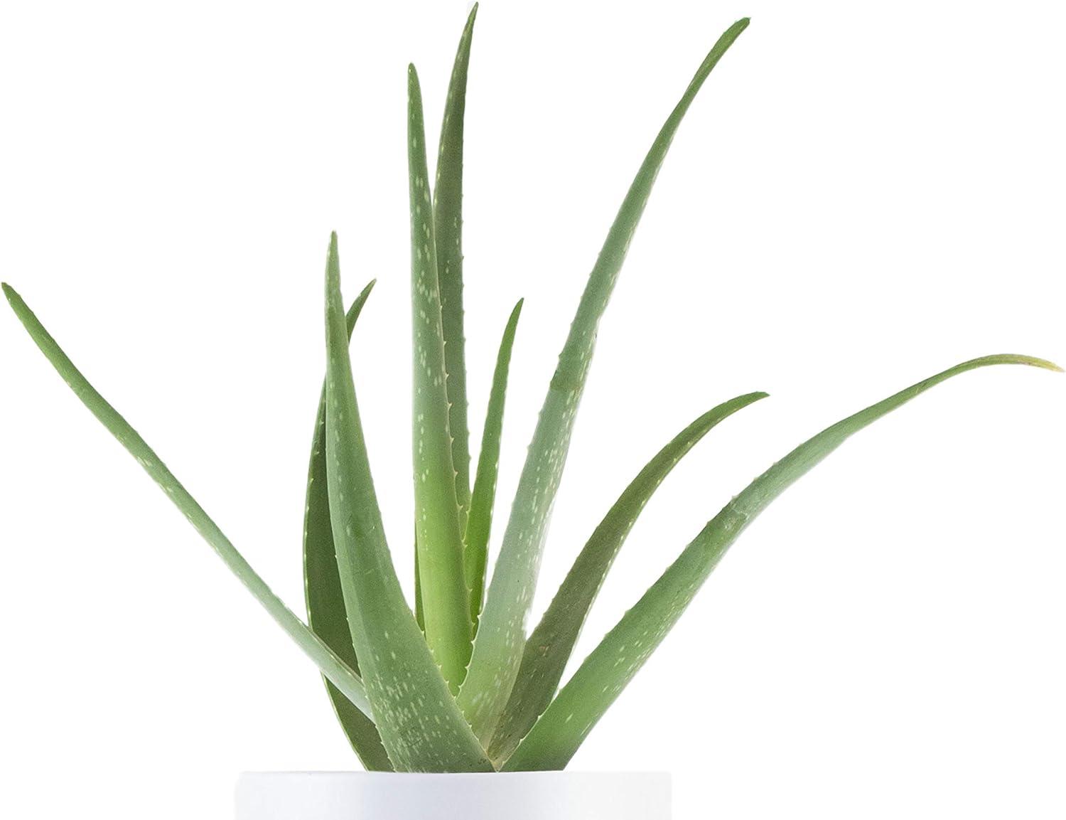 Aloe Vera 6" Grower Pot in Bright Red - Indoor/Outdoor Succulent