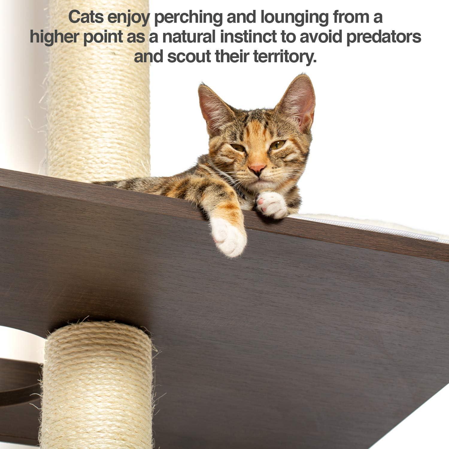 The Ultimate Cat Climber