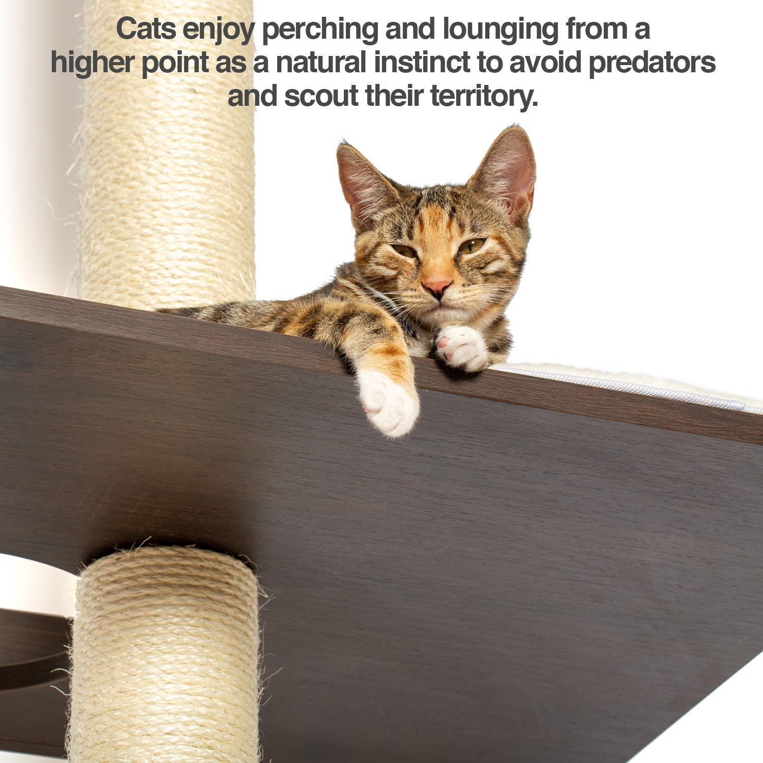 The Ultimate Cat Climber