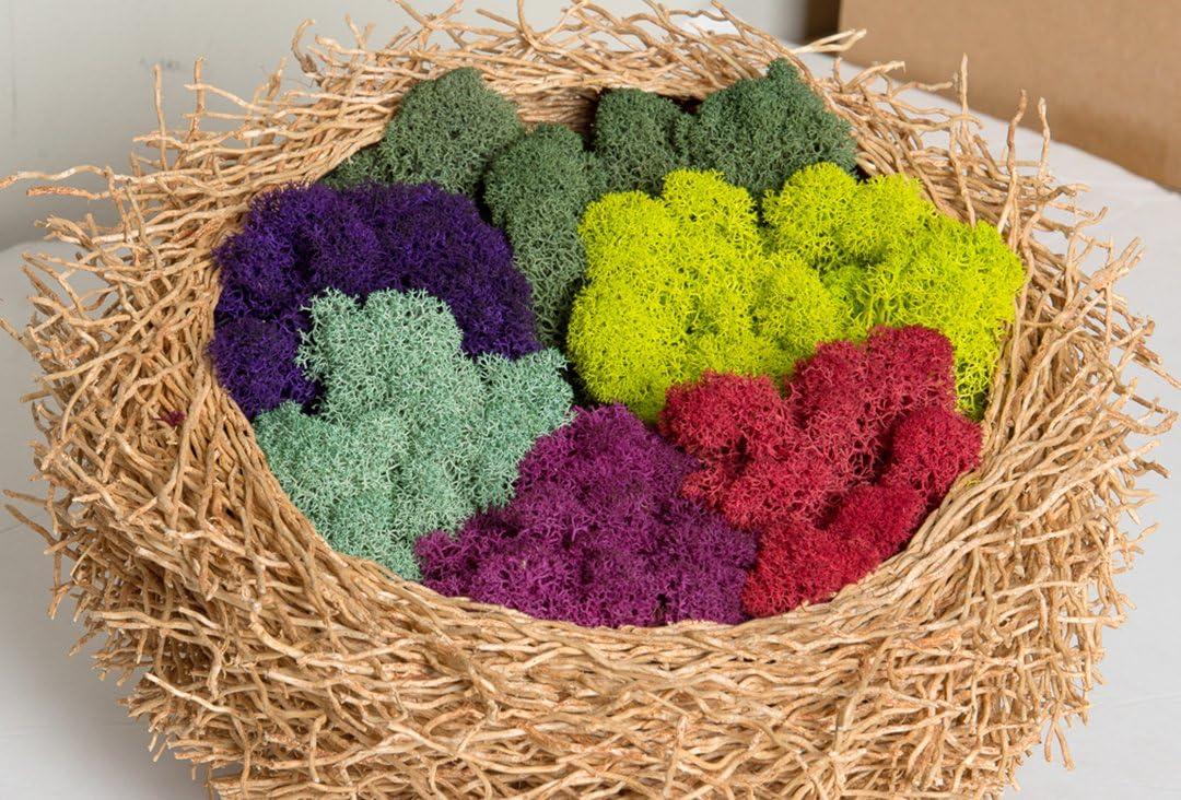 Super Moss  23164 Reindeer Moss Fuchsia, 2oz