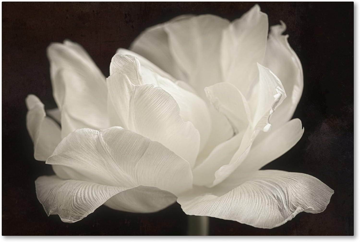 Trademark Fine Art -Cora Niele 'White Tulip III' Canvas Art