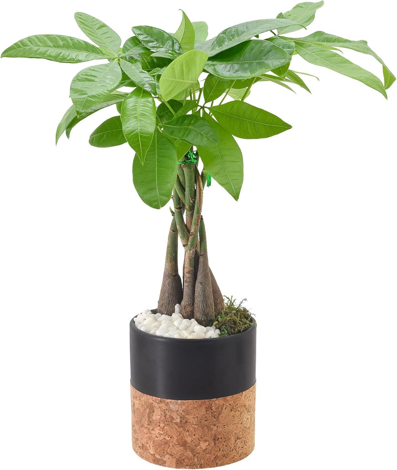 Large Indoor Money Tree in Black Ceramic Planter