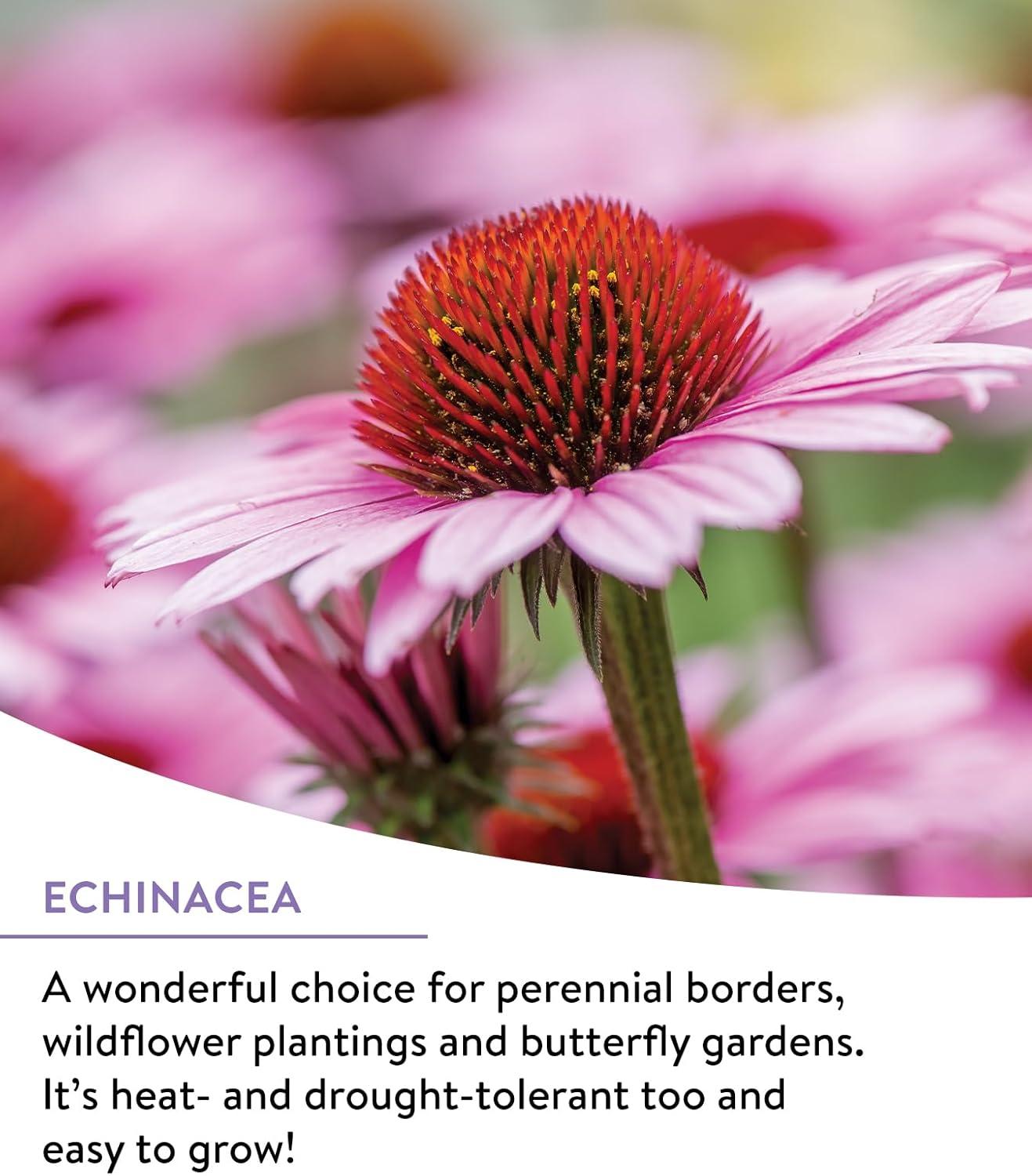 Burpee Perennial Wildflower Seeds Mix – Non-GMO, Attracts Pollinators, Perennial Flowers, 50,000 Seeds, 1 Bag