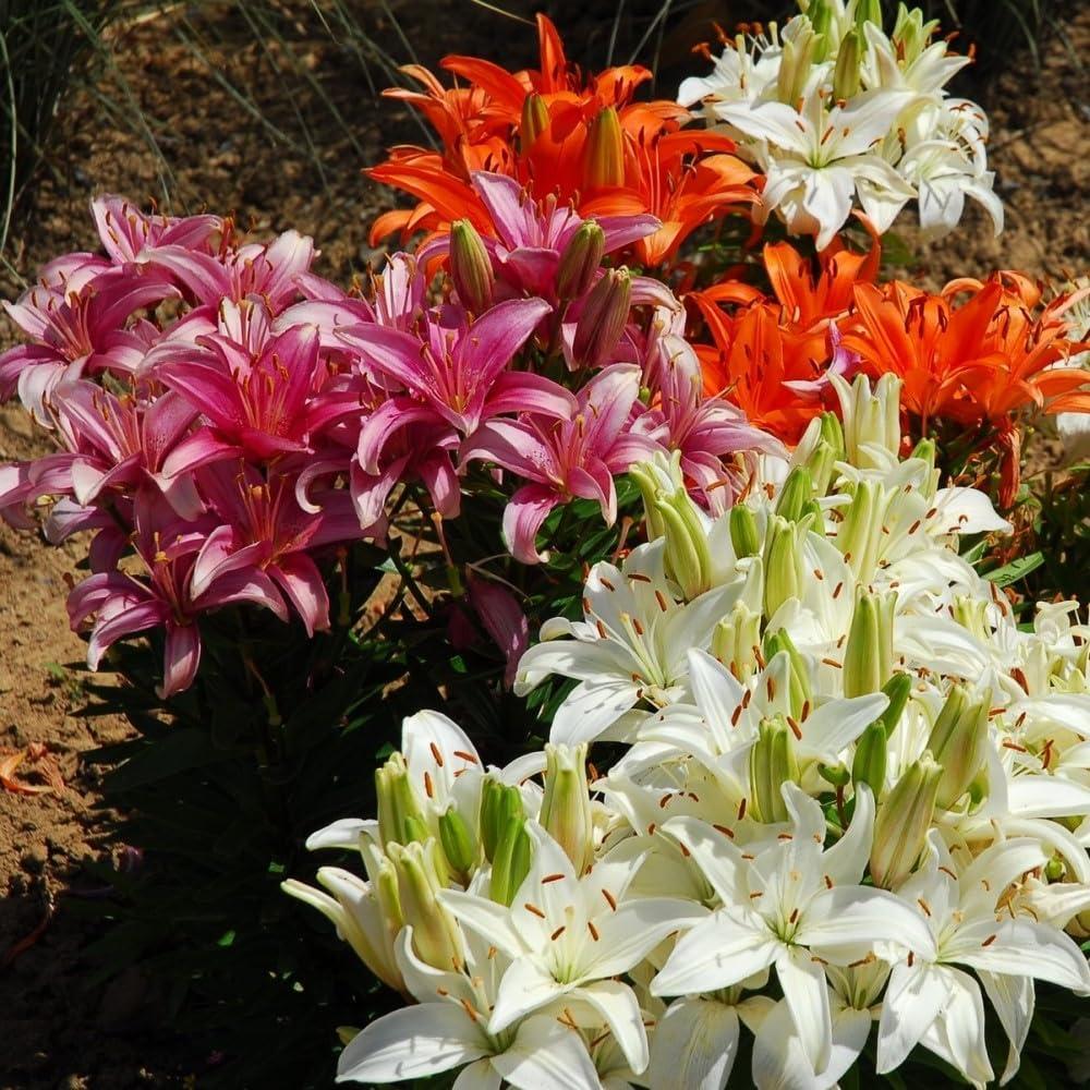 Touch of ECO Lilium Oohs and Aahs - Colorful Mix of Yellow, Red, Pink, Orange Lily Flowers - 10 Bulbs - Attracts Butterflies, Bees & Hummingbirds