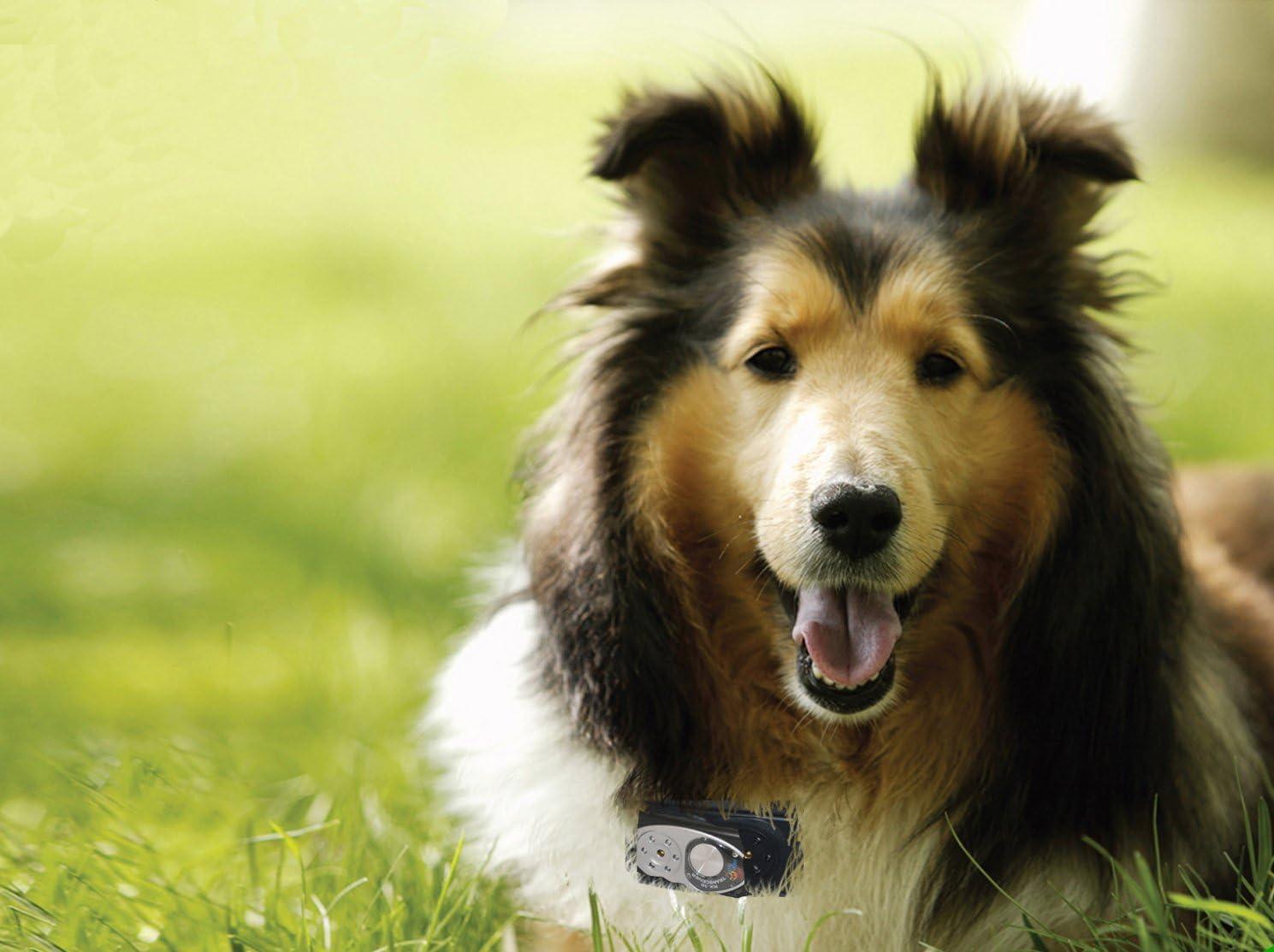 High Tech Pet Additional or Replacement Collar for Premium X-10 Fence System