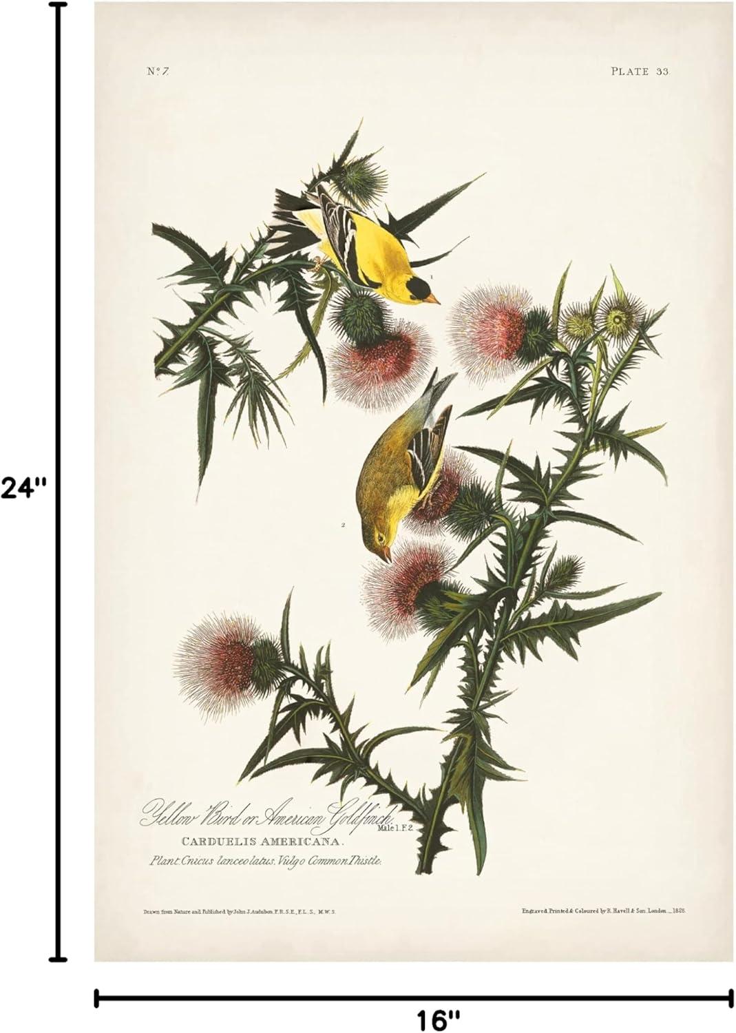 John James Audubon ' Gold Finch' Canvas Art