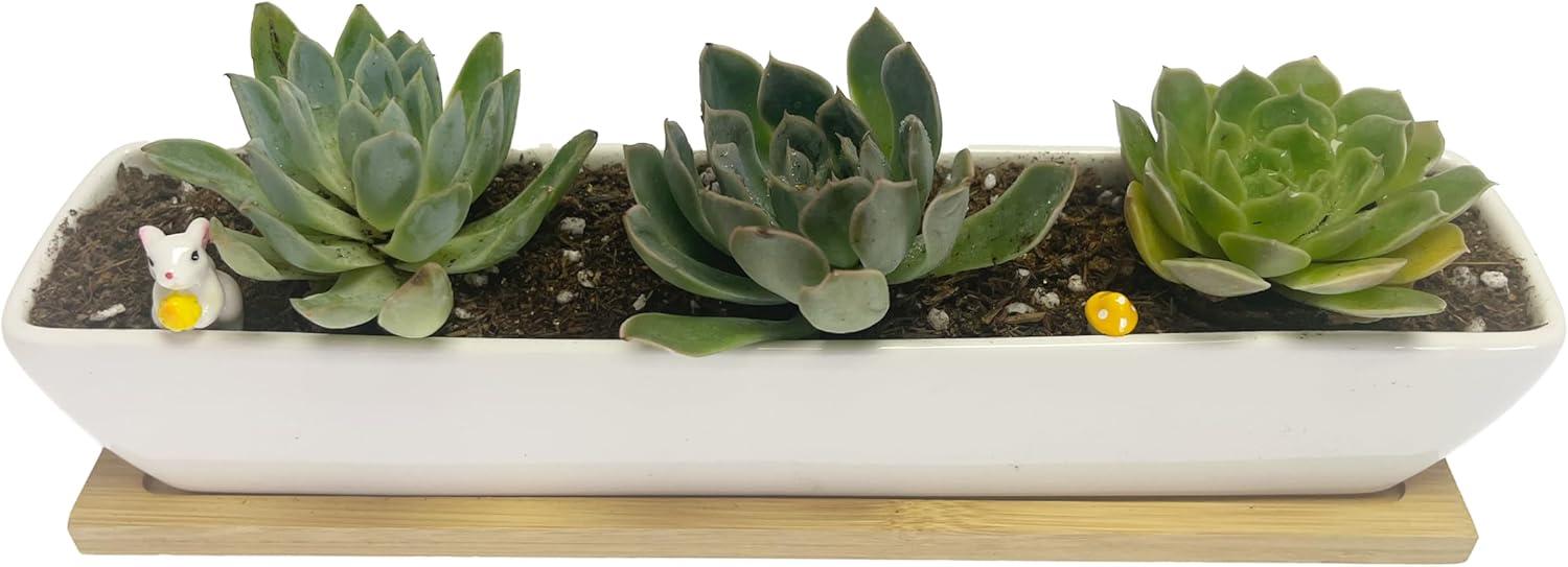 Kipokalor Rectangular Long Succulent Planter Pot,1 Set 11.1x2.36x1.77inch Long Modern Minimalist White Ceramic with Saucer for Office,Desk,Window.