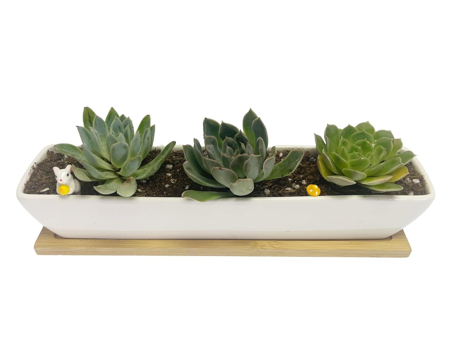 Kipokalor Rectangular Long Succulent Planter Pot,1 Set 11.1x2.36x1.77inch Long Modern Minimalist White Ceramic with Saucer for Office,Desk,Window.