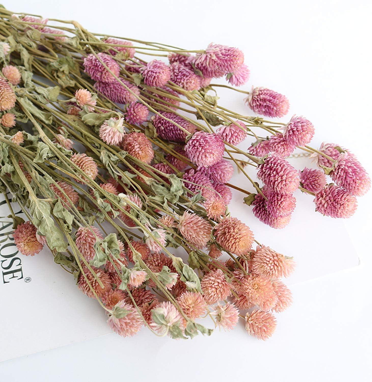 Pink Dried Globe Amaranth Flower Bundle for Home Decor