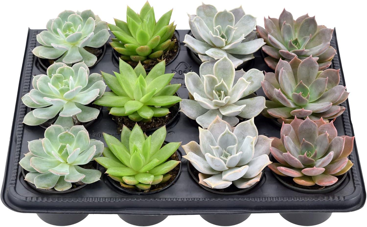 Assorted Echeveria Succulents in Black Pots, 12-Pack