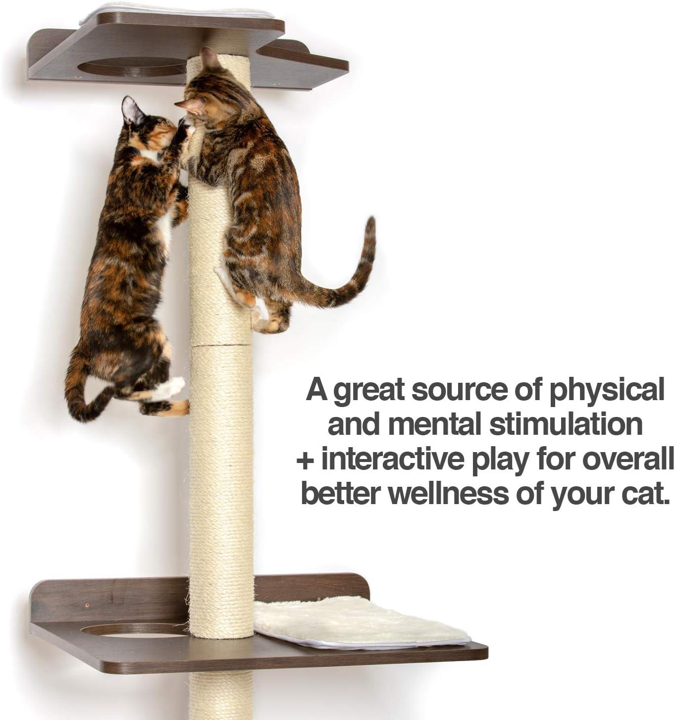 The Ultimate Cat Climber