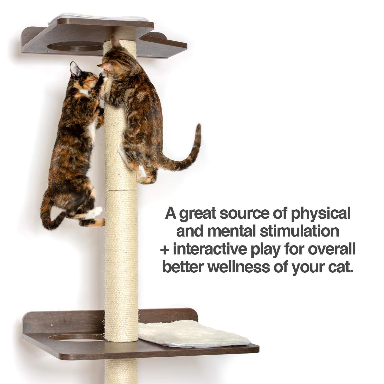 The Ultimate Cat Climber