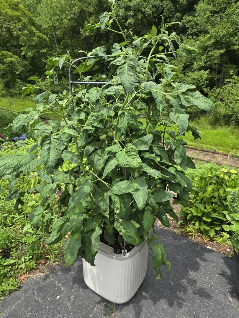 Vego Garden Mini Tomato Plastic Outdoor Pot Planter with Trellis