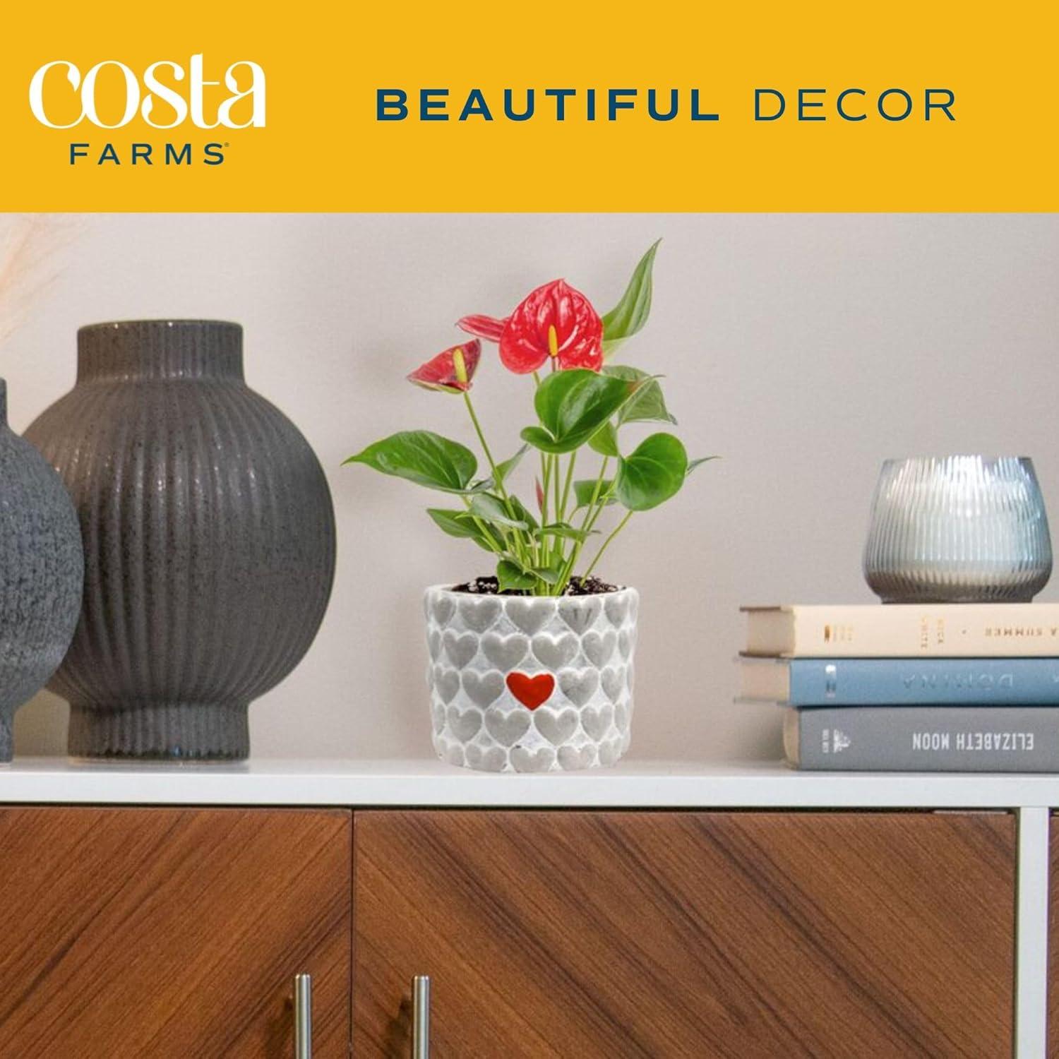 Indoor Houseplant With Blooming Flowers, Potted In Cute Indoors Plant Pot, Gift For Birthday, Anniversary, Housewarming, Home And Room Decor, 10-12 Inches Tall