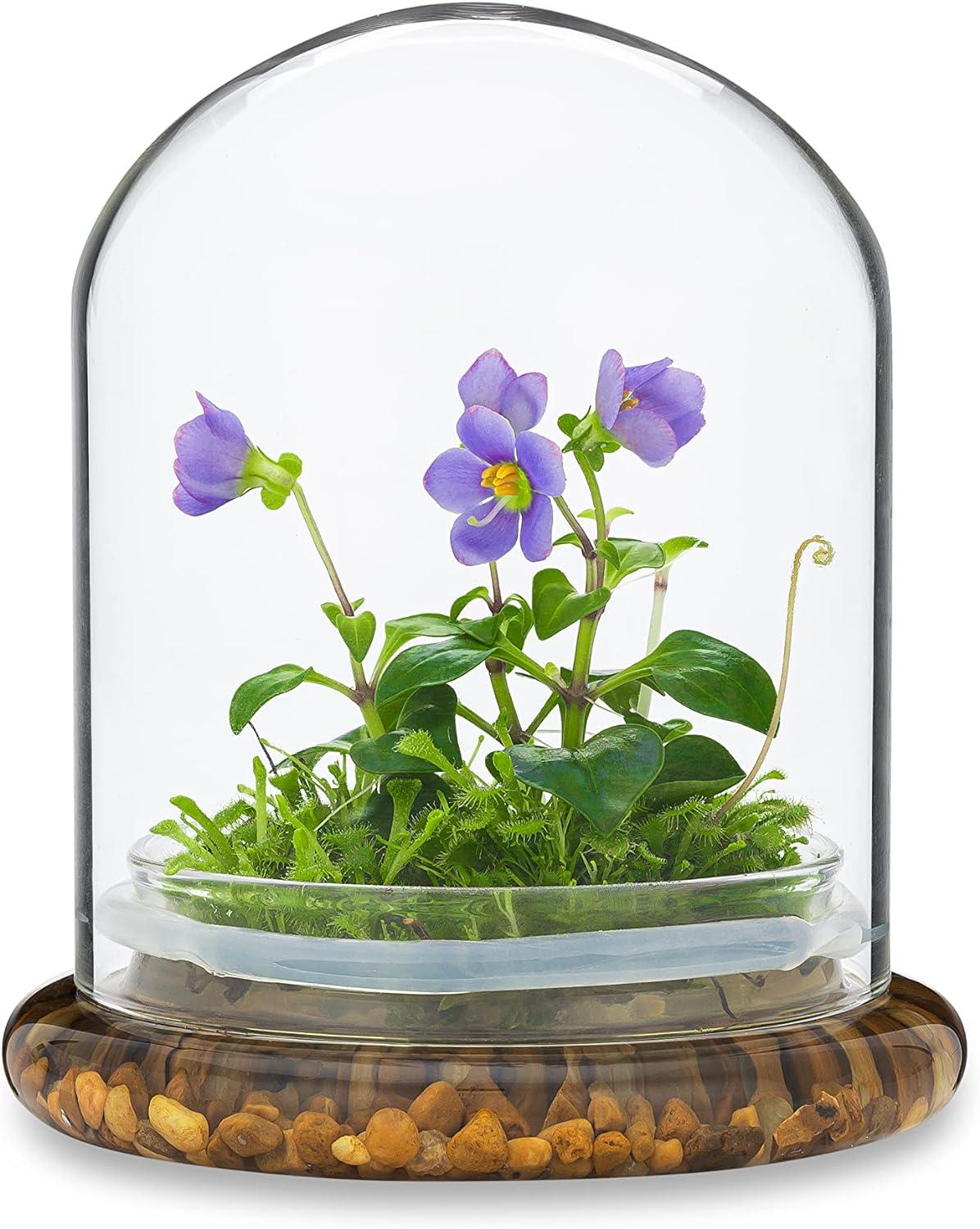 Award Winning: Persian Violet with Sundew Moss - Live Flower Terrarium in Self Sustaining Glass Jar, Maintenance Free and Blooms All-Season, Great Unique Gift and Home Decor, 100% Growth Guarantee