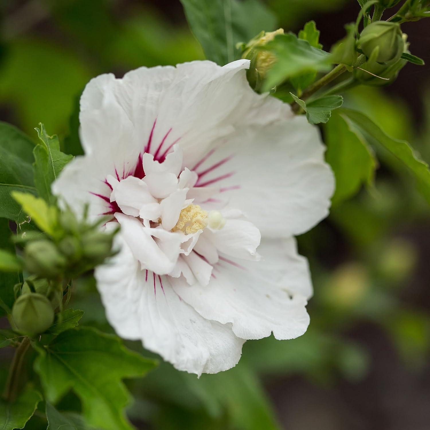 First Editions Hibiscus Bali Live Shrub in 2-Gallon Grower Pot