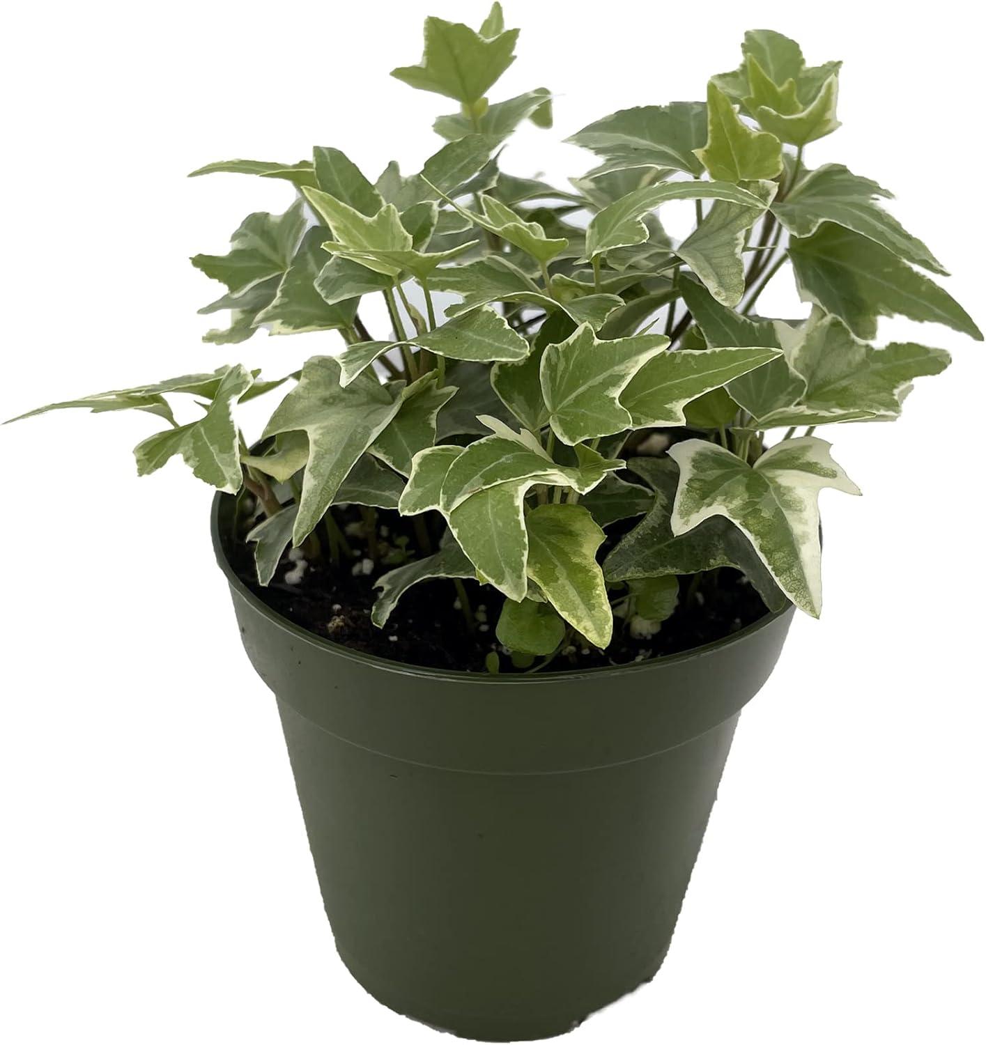 Glacier English Ivy in 4" Green Pot