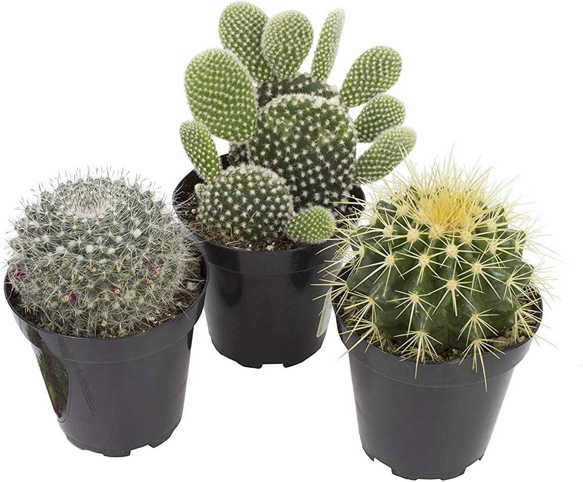 Assorted Indoor Cactus Succulent 3-Pack in Black Pots