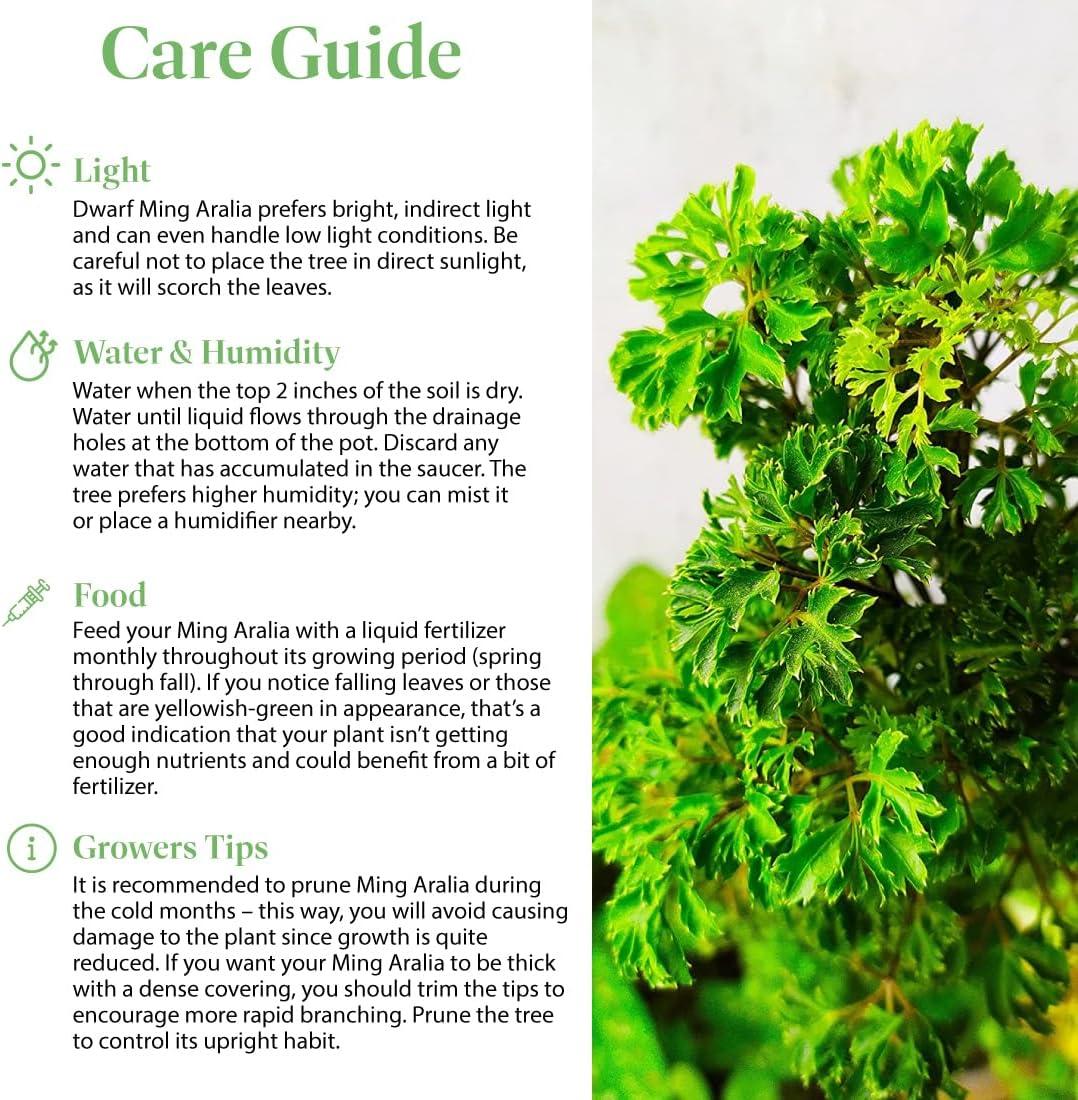 American Plant Exchange Ginseng Ficus Bonsai Tree, Exotic Live Plant, 6-Inch Pot, Perect for Home and Office