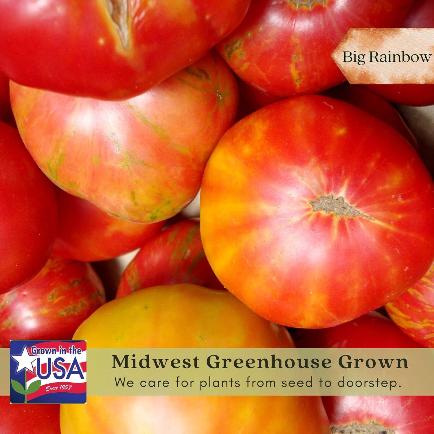 Clovers Whopper Tomato Plants – Two (2) Live Plants – Non-GMO - Not Seeds - Each 4" to 8" Tall – in 4" Inch Pots – Globe, Indeterminate