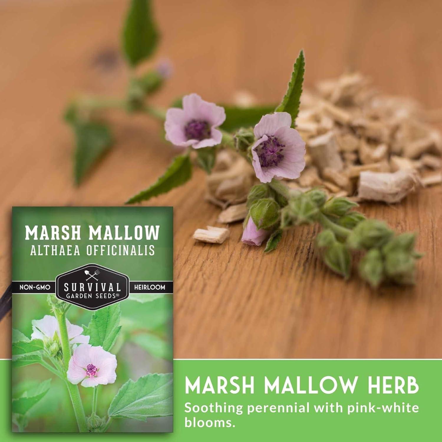 3 Packs Marsh Mallow Seed - Rare Medicinal Flowering Herbs - Non-GMO Heirloom Perennial Full Sun