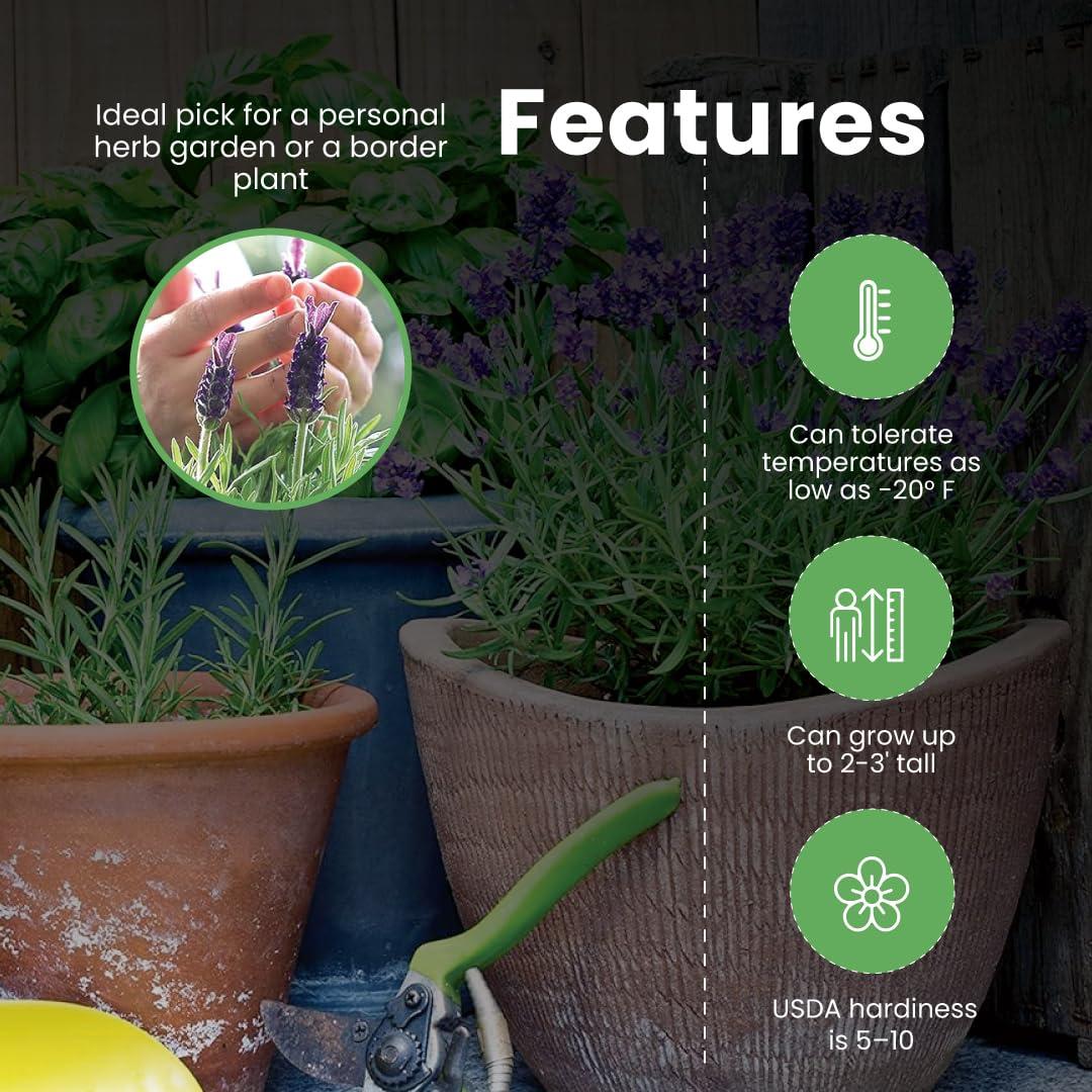 American Plant Exchange American Plant Exchange English Lavender, Live Aeromatic Plant, 6-Inch Pot, Flowering Houseplant Perfect for Windowsills