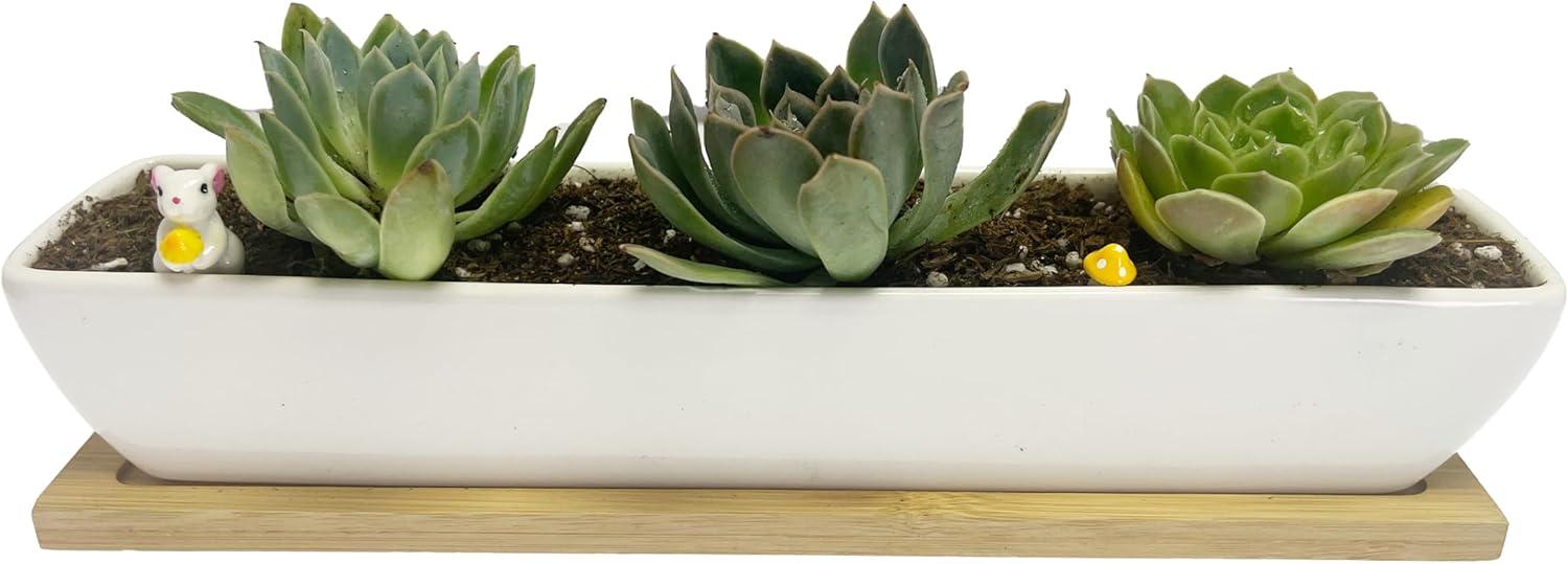 White Ceramic Rectangular Succulent Planter with Bamboo Saucer