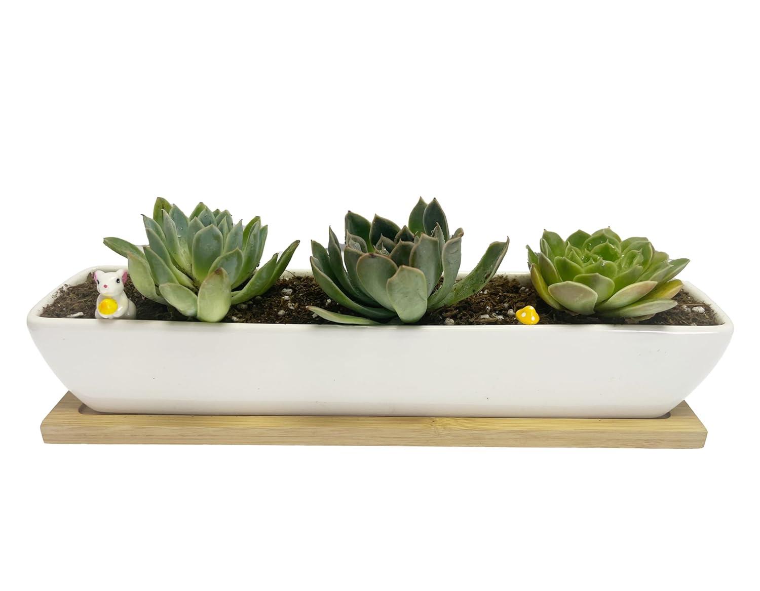 Kipokalor Rectangular Long Succulent Planter Pot,1 Set 11.1x2.36x1.77inch Long Modern Minimalist White Ceramic with Saucer for Office,Desk,Window.