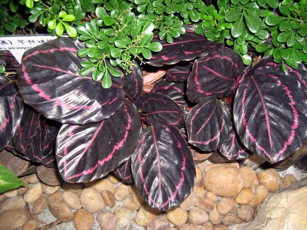 Dottie Rose Painted Prayer Plant in 4" Pot