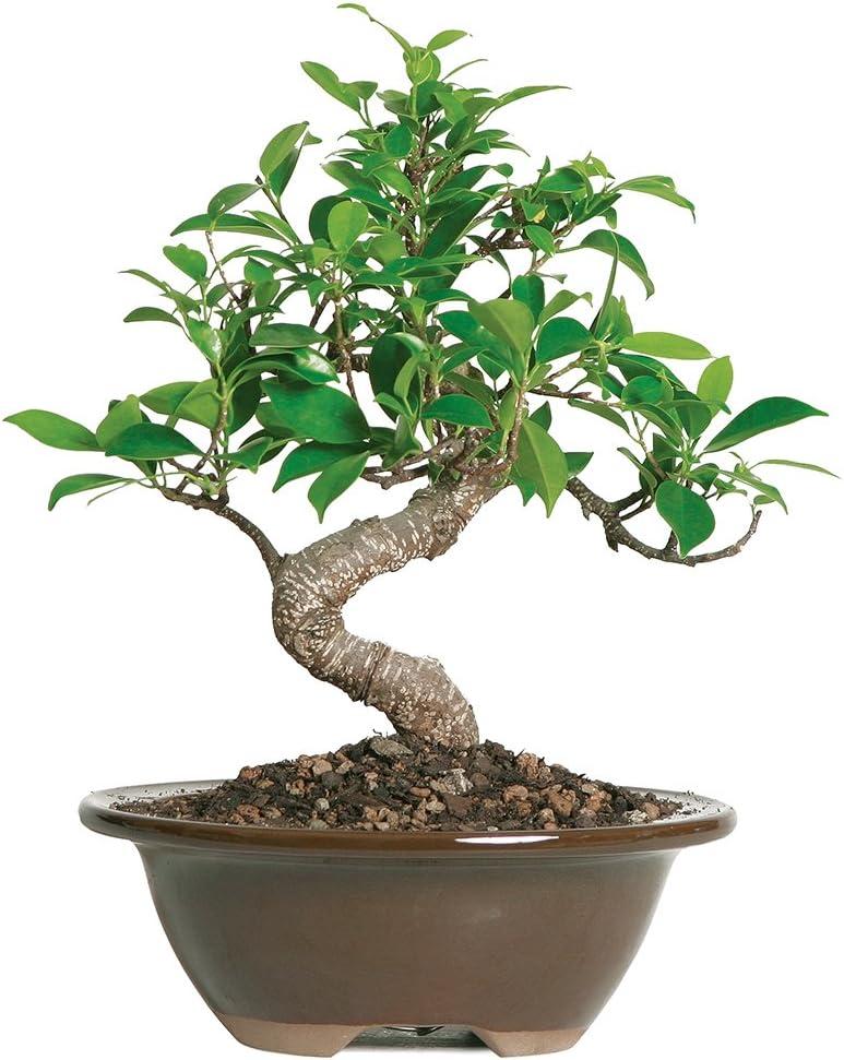 Small Indoor Golden Gate Ficus Bonsai in Ceramic Pot