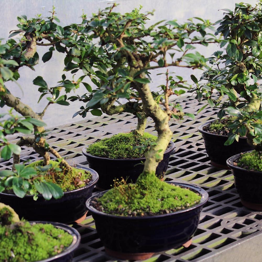 Medium Fukien Tea Bonsai Tree with Ceramic Pot