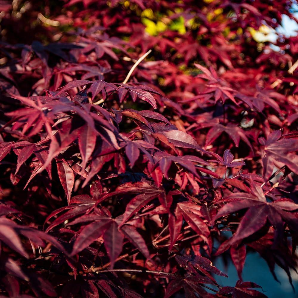 Emperor I Japanese Red Maple Tree in 5-Gallon Container