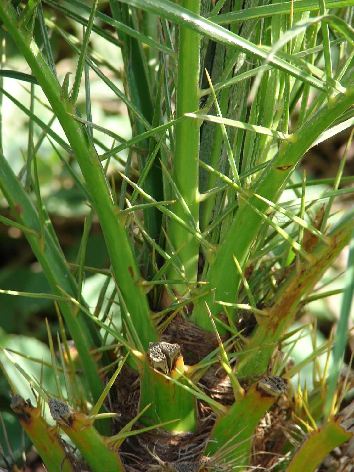 Phoenix Roebelenii Green Miniature Pygmy Date Palm Tree