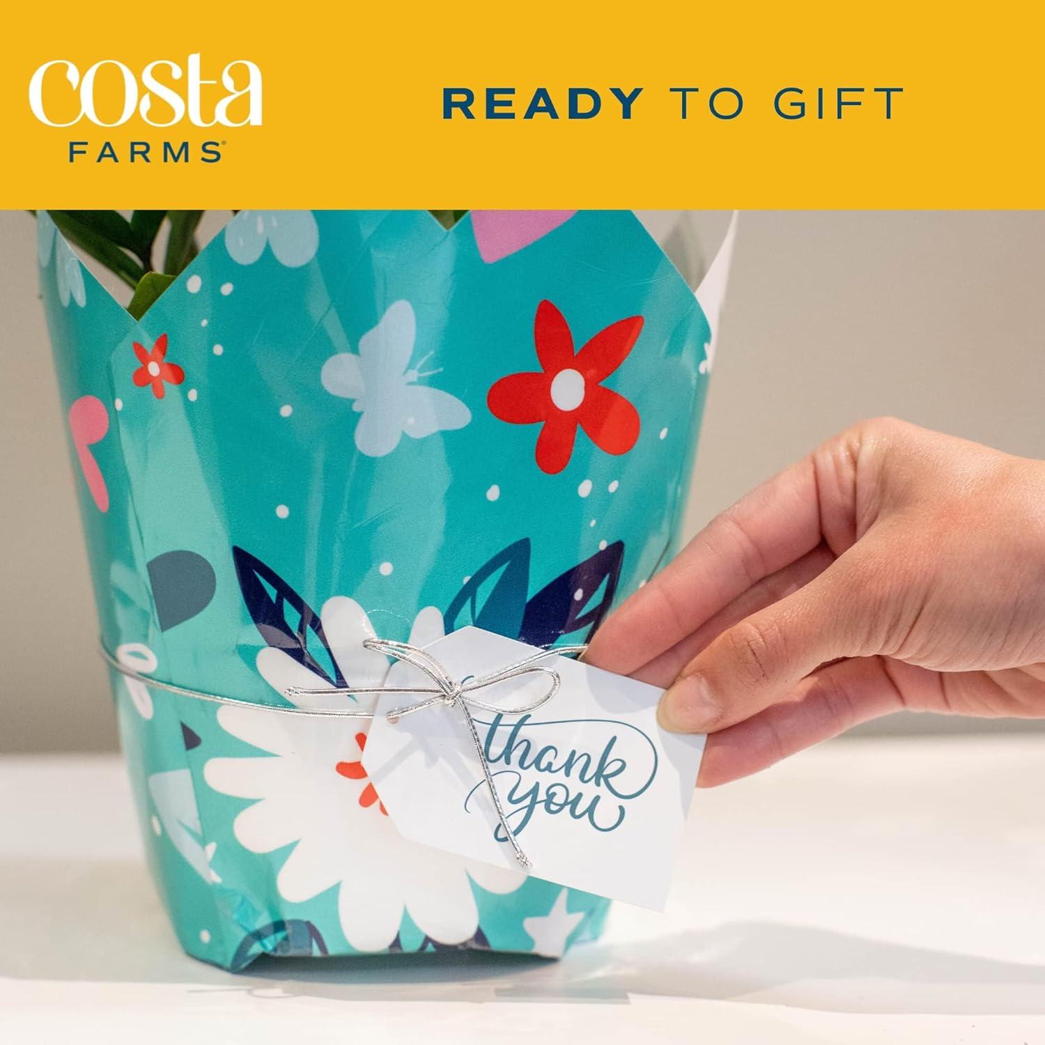 Costa Farms 12" Tall Dieffenbachia, Bright Indirect Sunlight, Indoor Live House Plants, Grow Pot