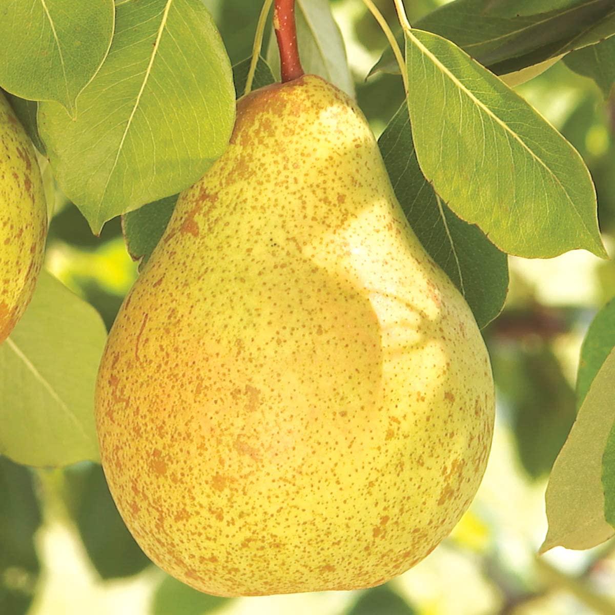 Ambrosia Semi-Dwarf Pear Tree with Golden-Brown Fruit