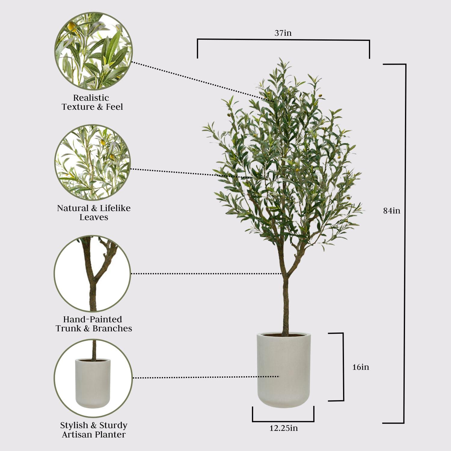 CG Hunter 7FT Olive Tree KD