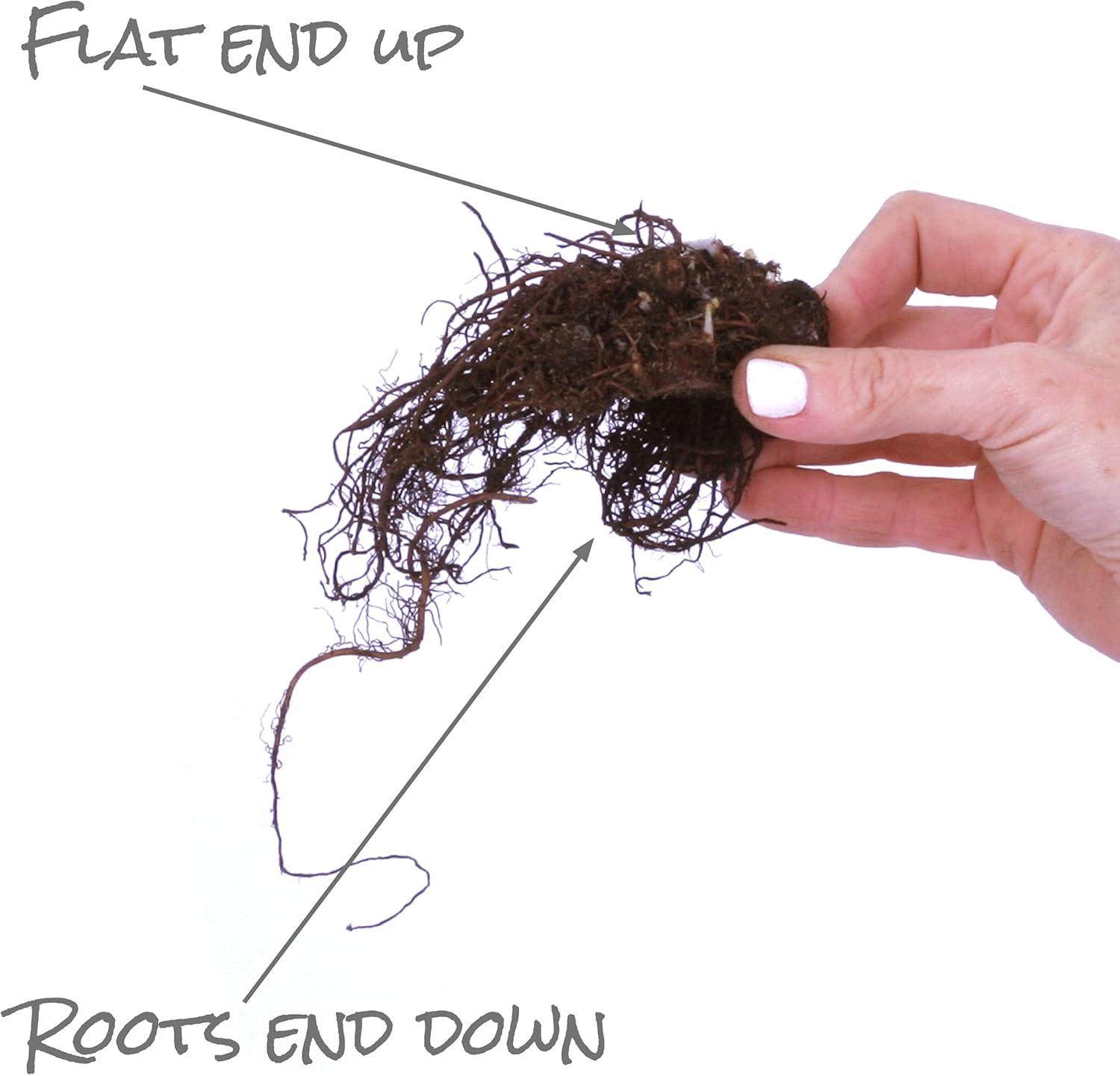 Van Zyverden Astilbe Visions® 3 Plant Roots Multicolor Partial Shade Perennial Pollinator 1 lb