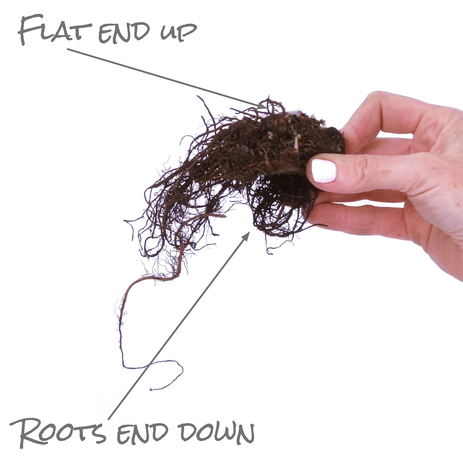 Van Zyverden Astilbe Visions® 3 Plant Roots Multicolor Partial Shade Perennial Pollinator 1 lb