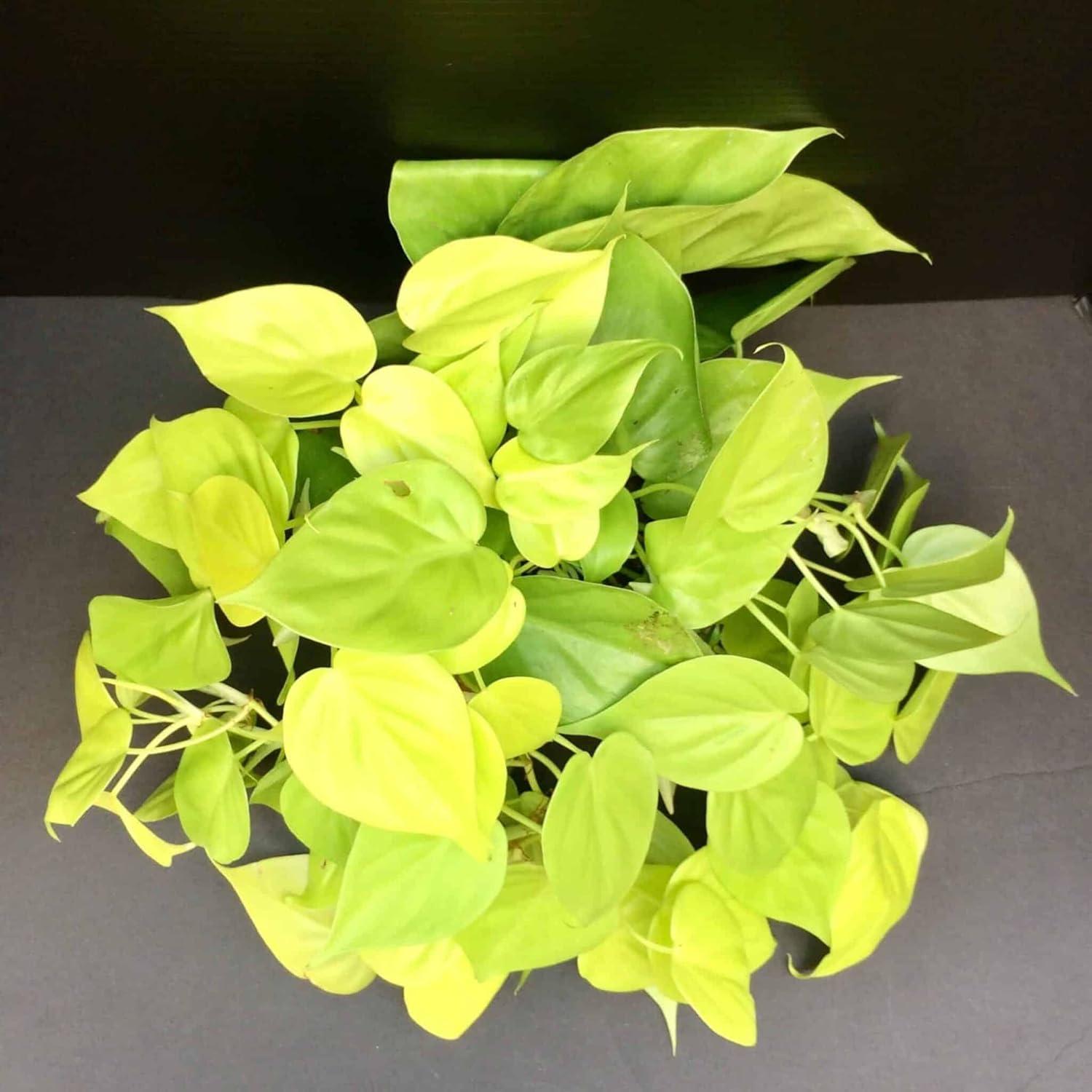 Lemon Philodendron Erubescens 4-Inch Pot Indoor Houseplant