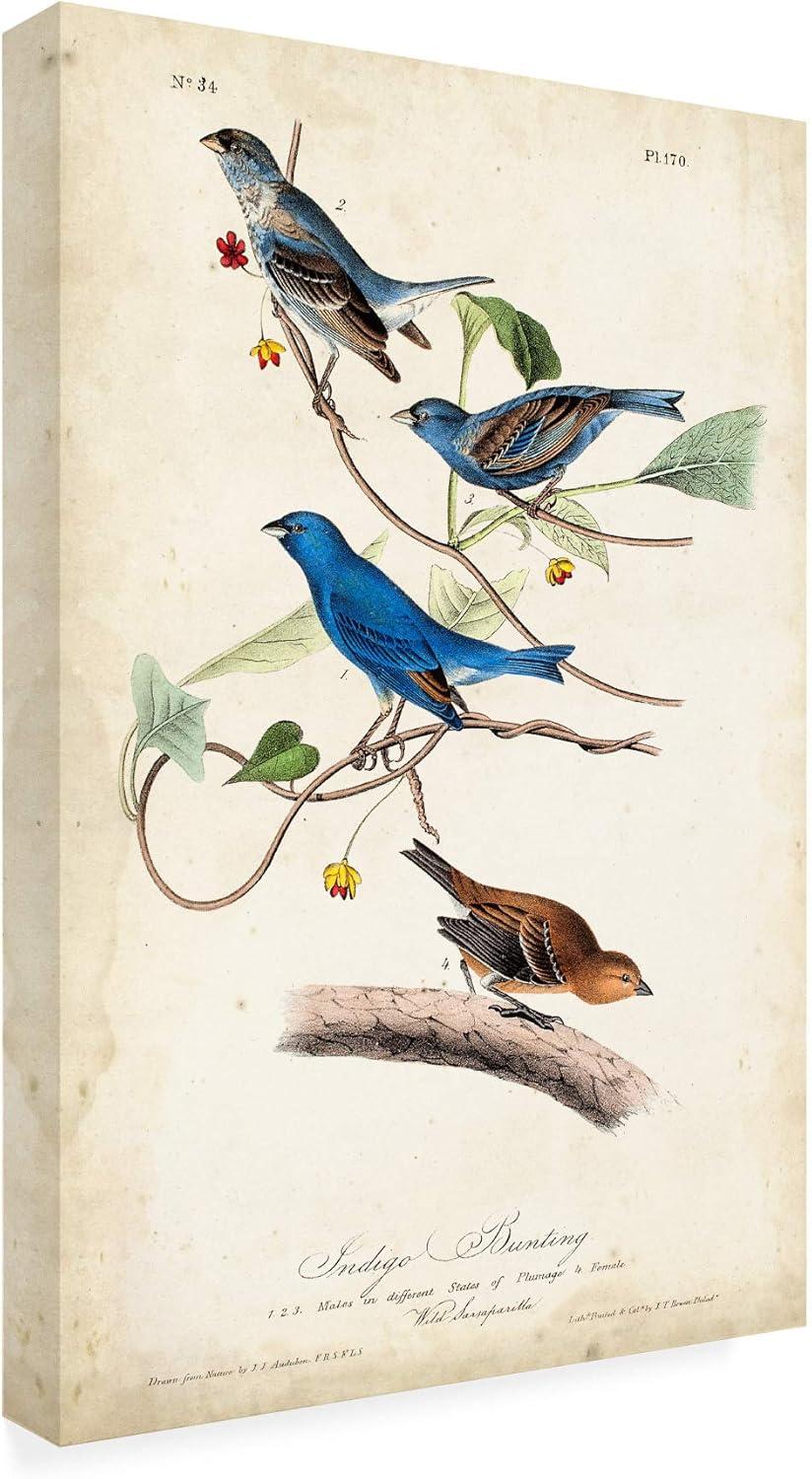 Trademark Fine Art -John James Audubon 'Indigo Bunting Birds' Canvas Art - 24''x16''