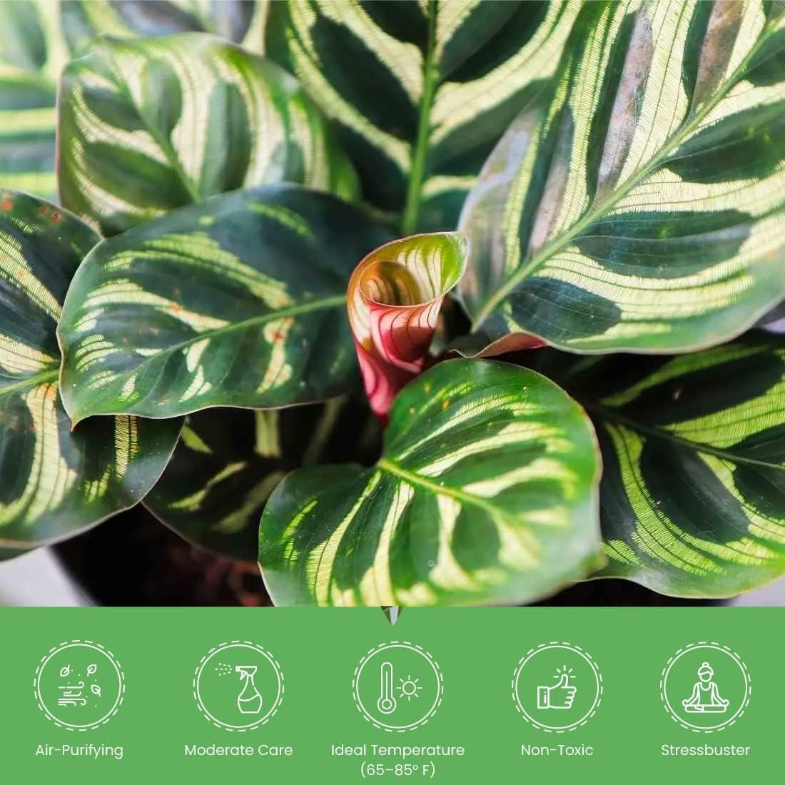 American Plant Exchange Makoyana Calathea Prayer Plant, Live Tropical Plant, 6-Inch Pot, Purple & Green Foliage Houseplant