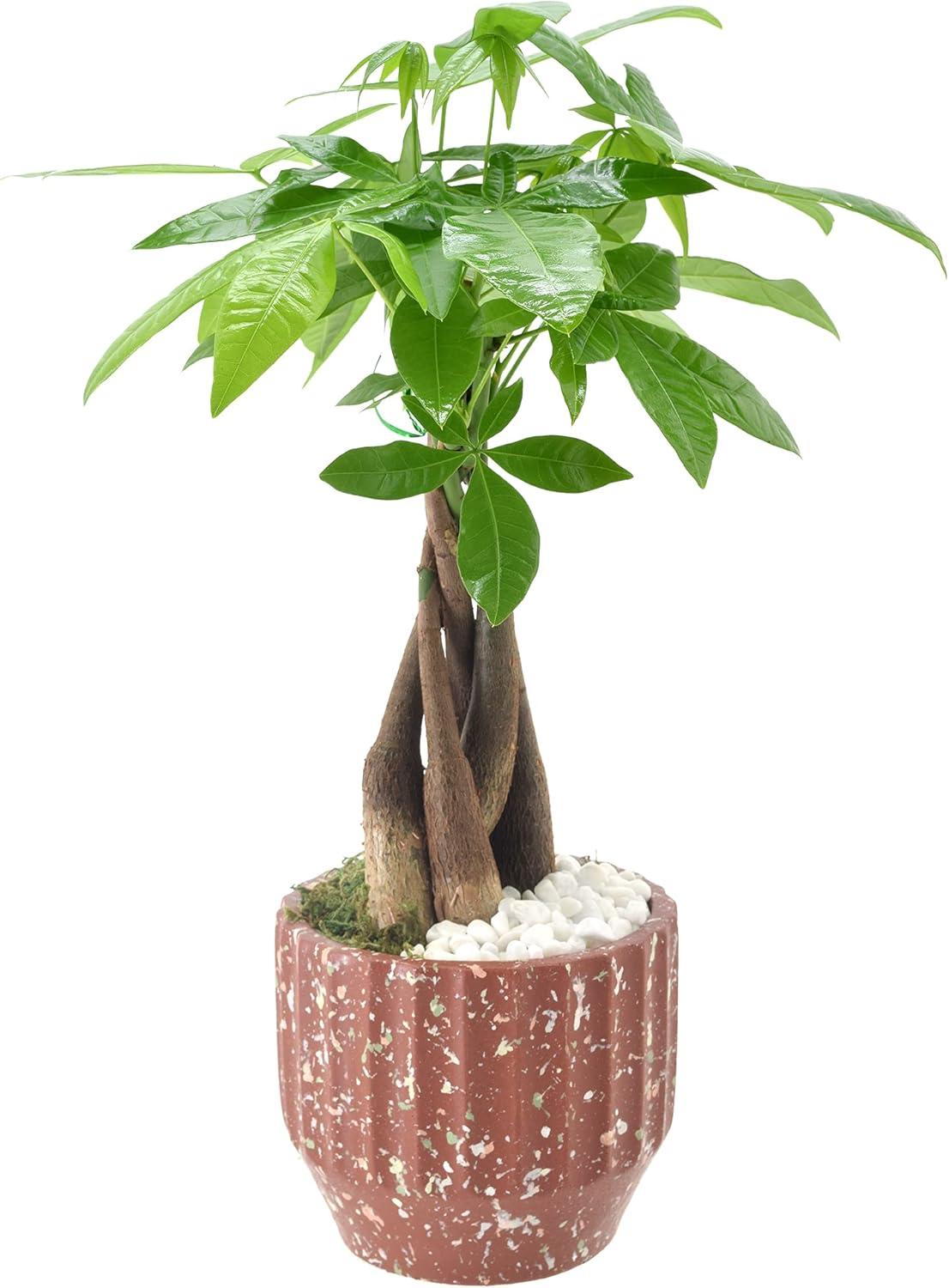 Arcadia Garden Products Live Money Tree (Pachira Aquatica) (Jade Plant) Plant in Ceramic Planter